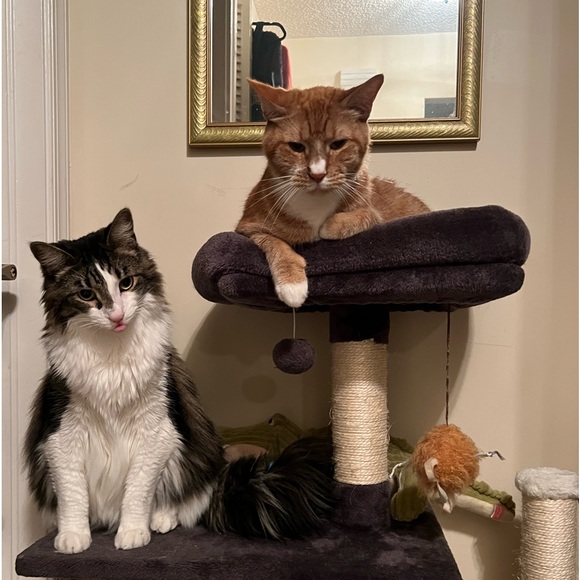 HI QUEENS !! I HOPE YOU CAN JOIN ME TODAY FOR MY BIGGEST SALE TO DATE!! 1:31EST - Picture 10 of 17